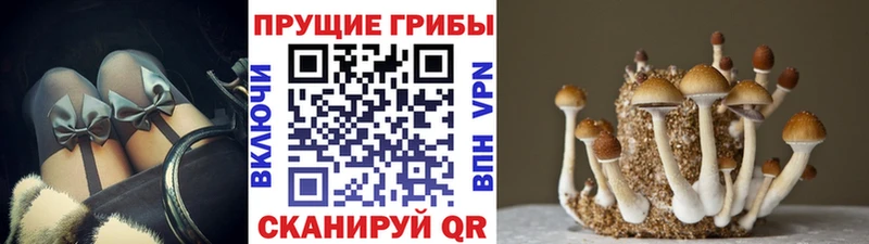 Псилоцибиновые грибы GOLDEN TEACHER  Ак-Довурак 